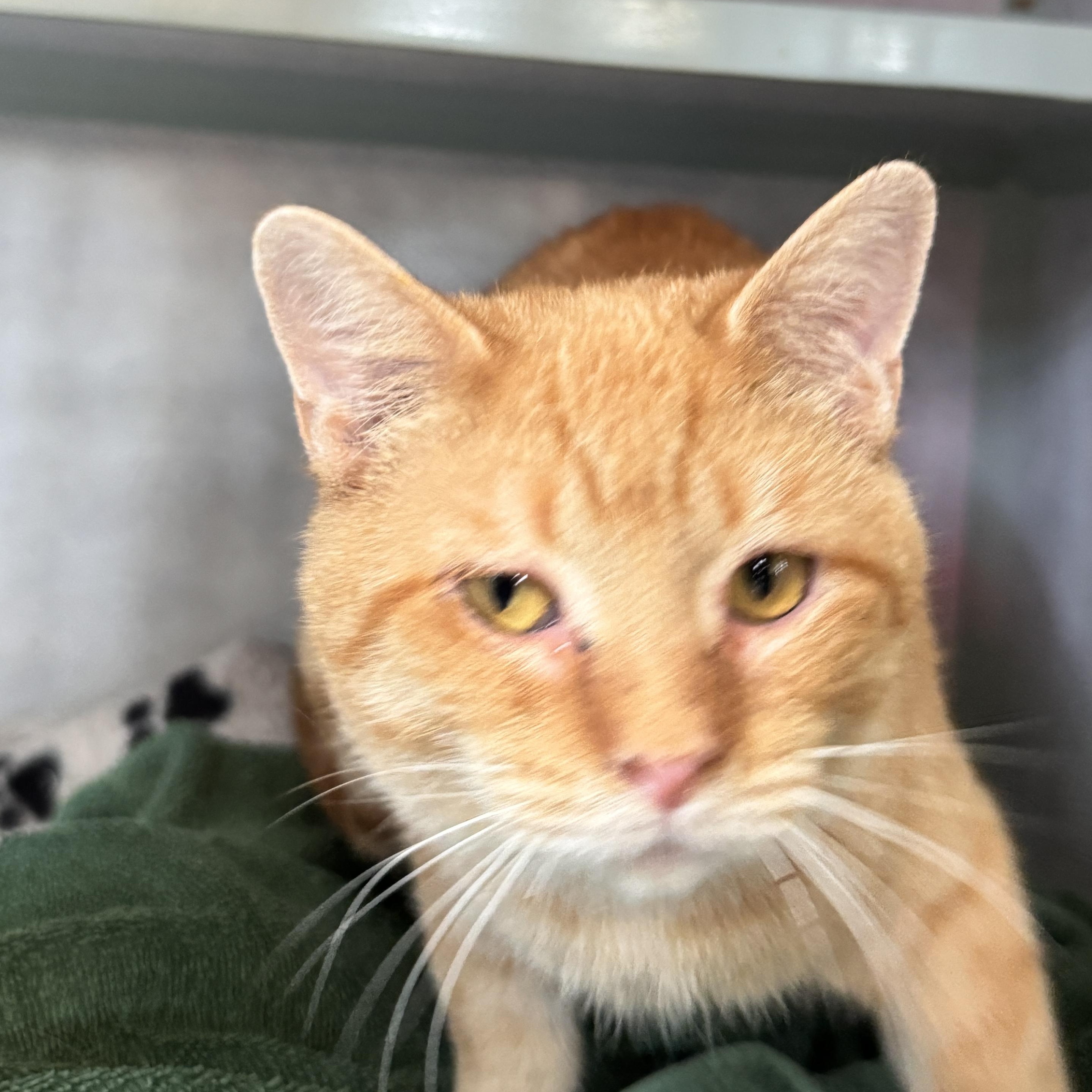 Enlarge Sawyer, a Adoptable Tabby in Richland, MI image 4/5