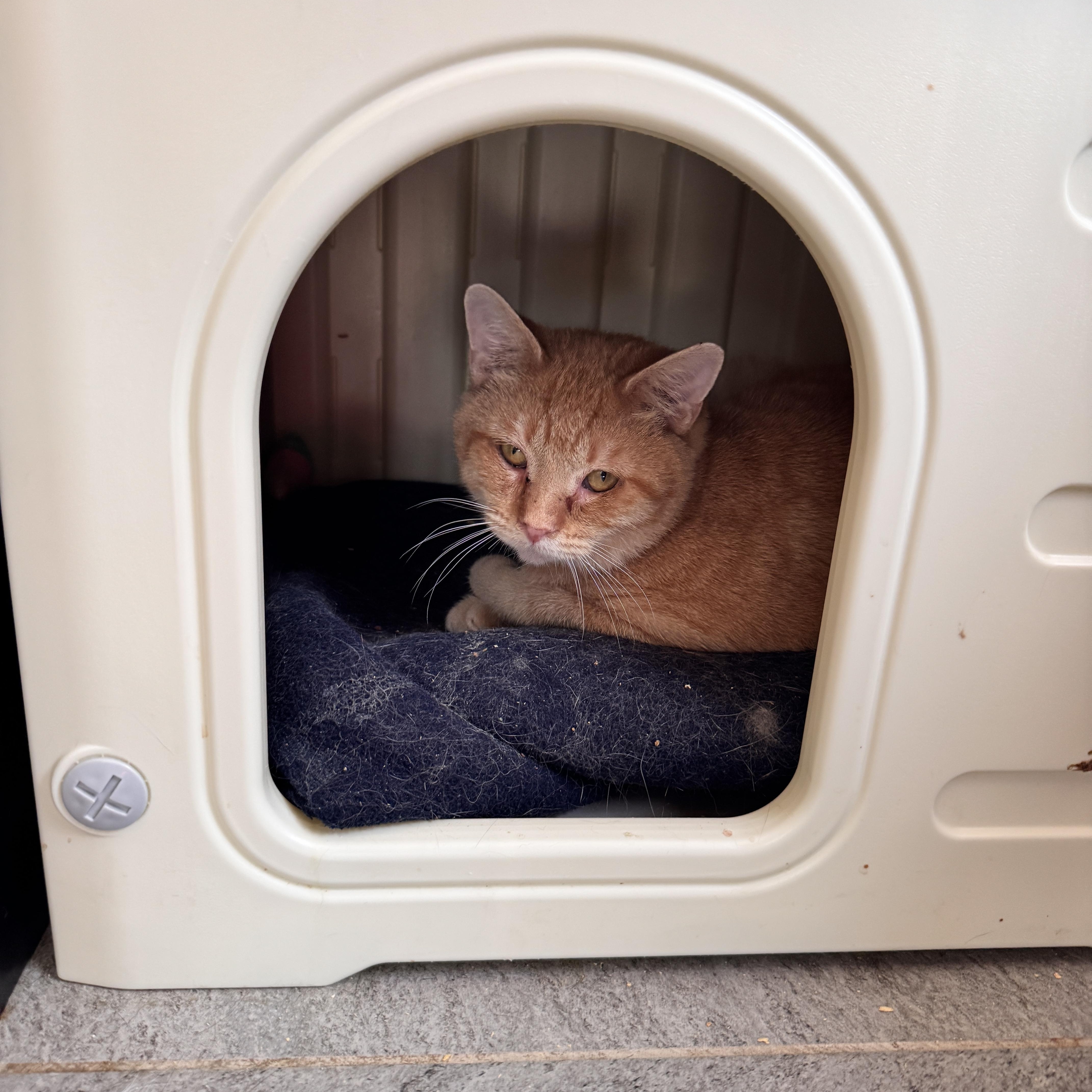 Enlarge Sawyer, a Adoptable Tabby in Richland, MI image 2/5