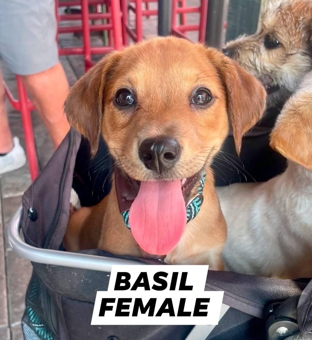 Enlarge Basil, a Adopted mixed breed in Myrtle Beach, SC image 1/1