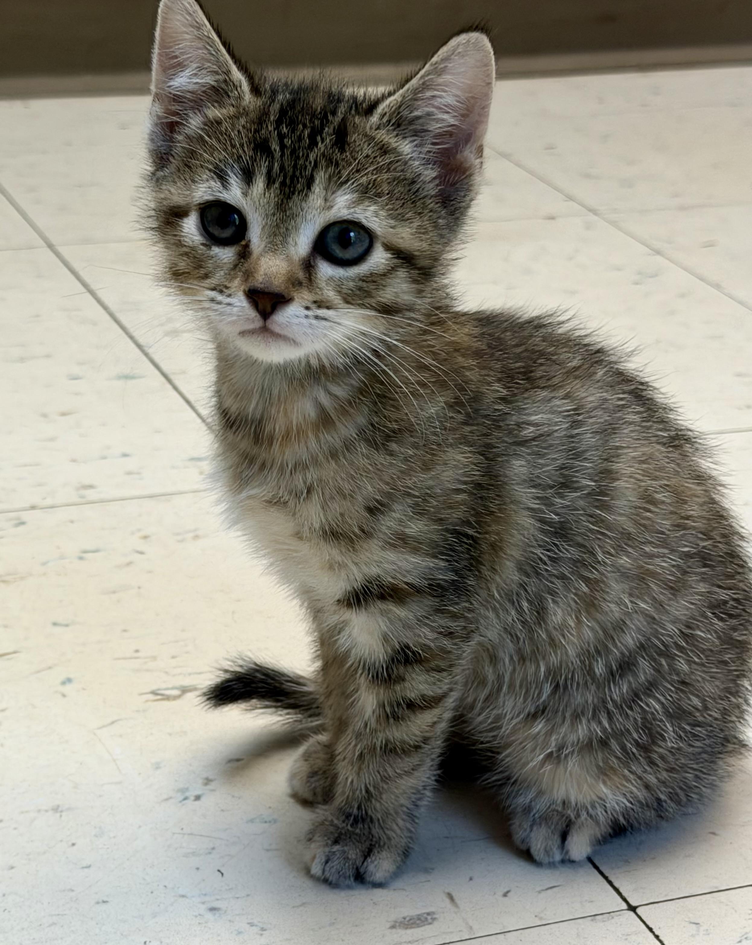 Einstein, Adopted, Young Male Domestic Short Hair.
