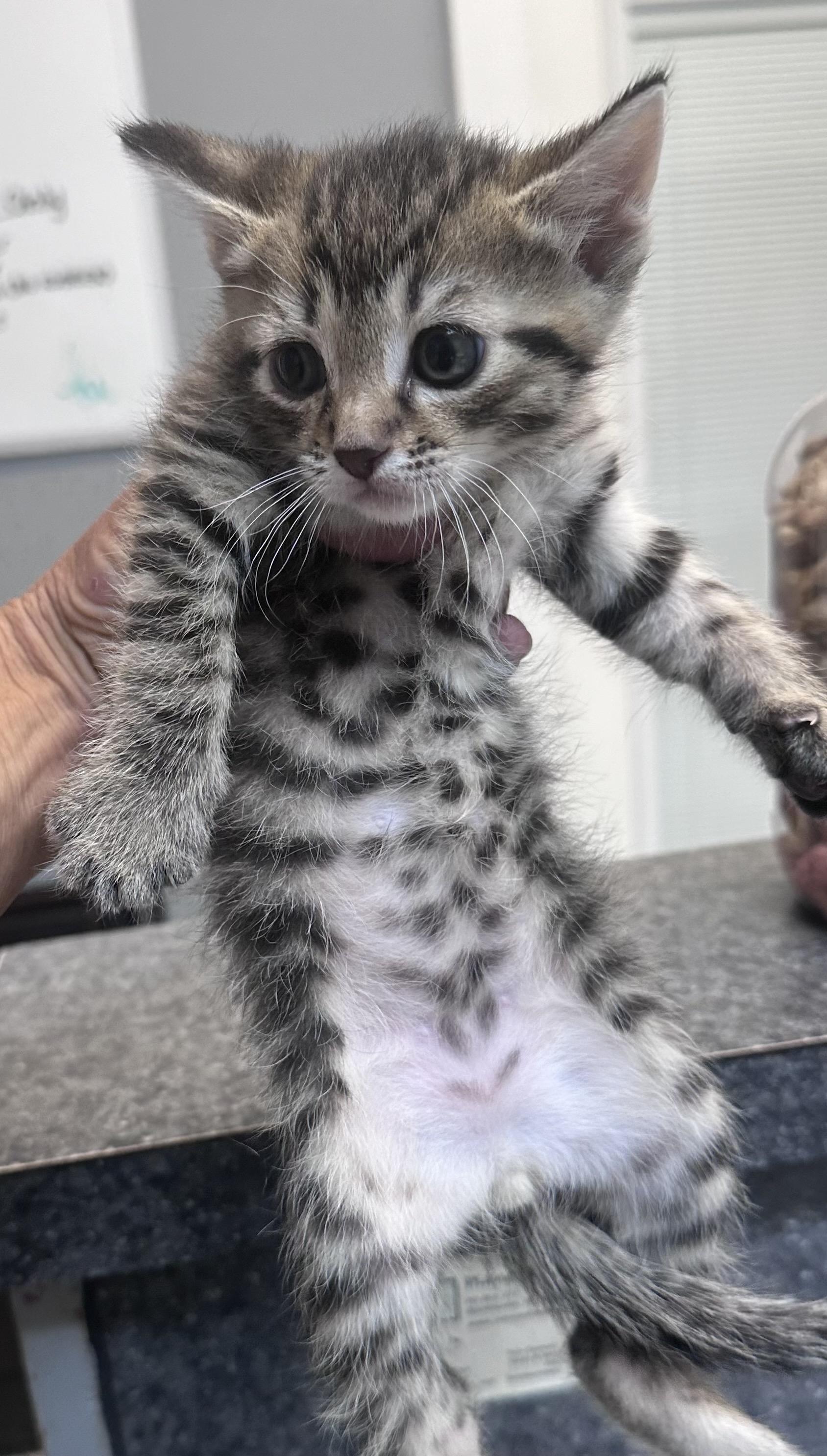 Enlarge Einstein, a Adopted Domestic Short Hair in Dyersburg, TN image 2/2