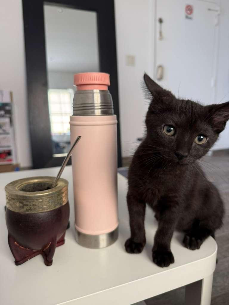 Kobe, a ADOPTABLE Domestic Short Hair in Miami Beach, FL image 5/6