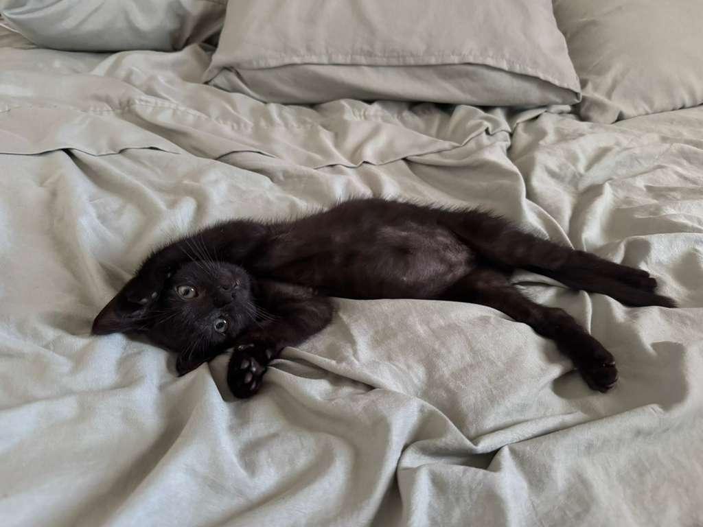 Kobe, a ADOPTABLE Domestic Short Hair in Miami Beach, FL image 6/6