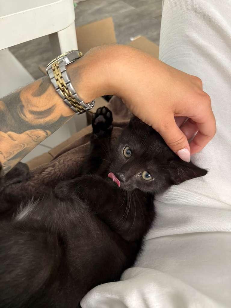 Kobe, a ADOPTABLE Domestic Short Hair in Miami Beach, FL image 2/6