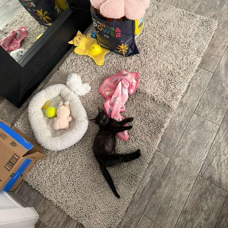 Kobe, a ADOPTABLE Domestic Short Hair in Miami Beach, FL image 3/6