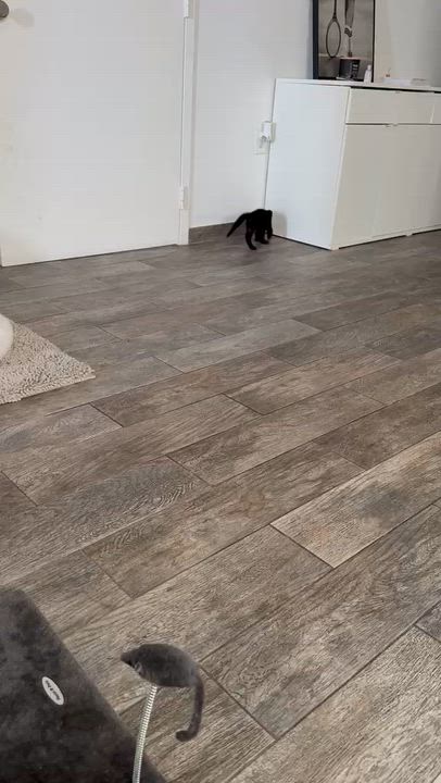 Enlarge Kobe, a ADOPTABLE Domestic Short Hair in Miami Beach, FL video 4/6