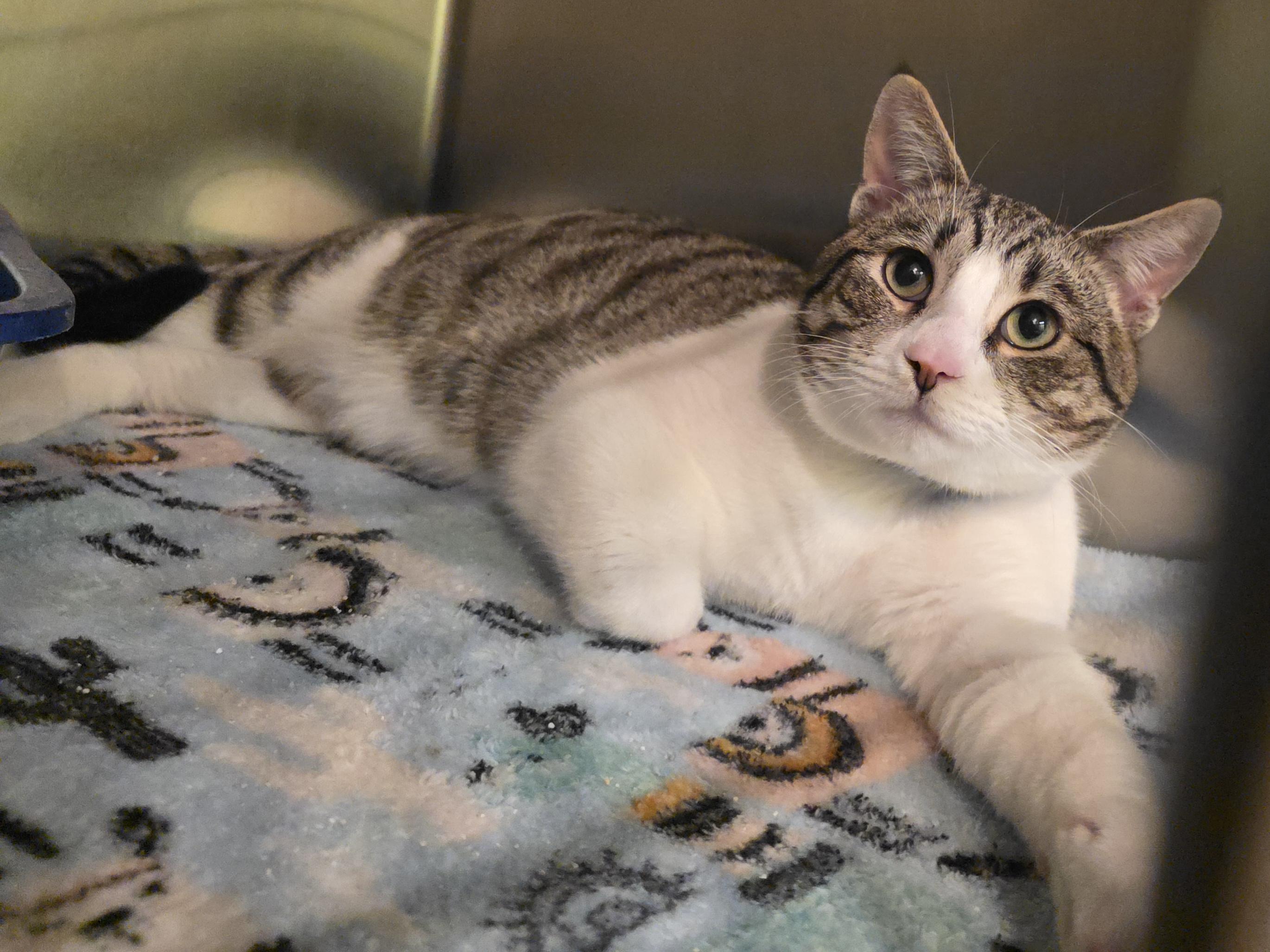 Enlarge Steve, a ADOPTABLE mixed breed in Mission Viejo, CA image 1/1