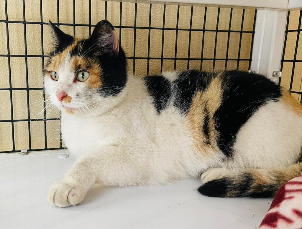 Enlarge Fergie, a Adoptable mixed breed in Green River, WY image 1/4