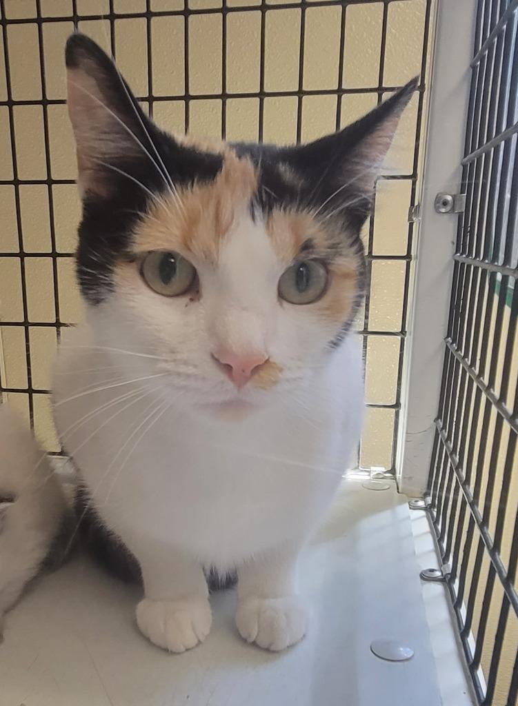 Enlarge Fergie, a Adoptable mixed breed in Green River, WY image 3/4