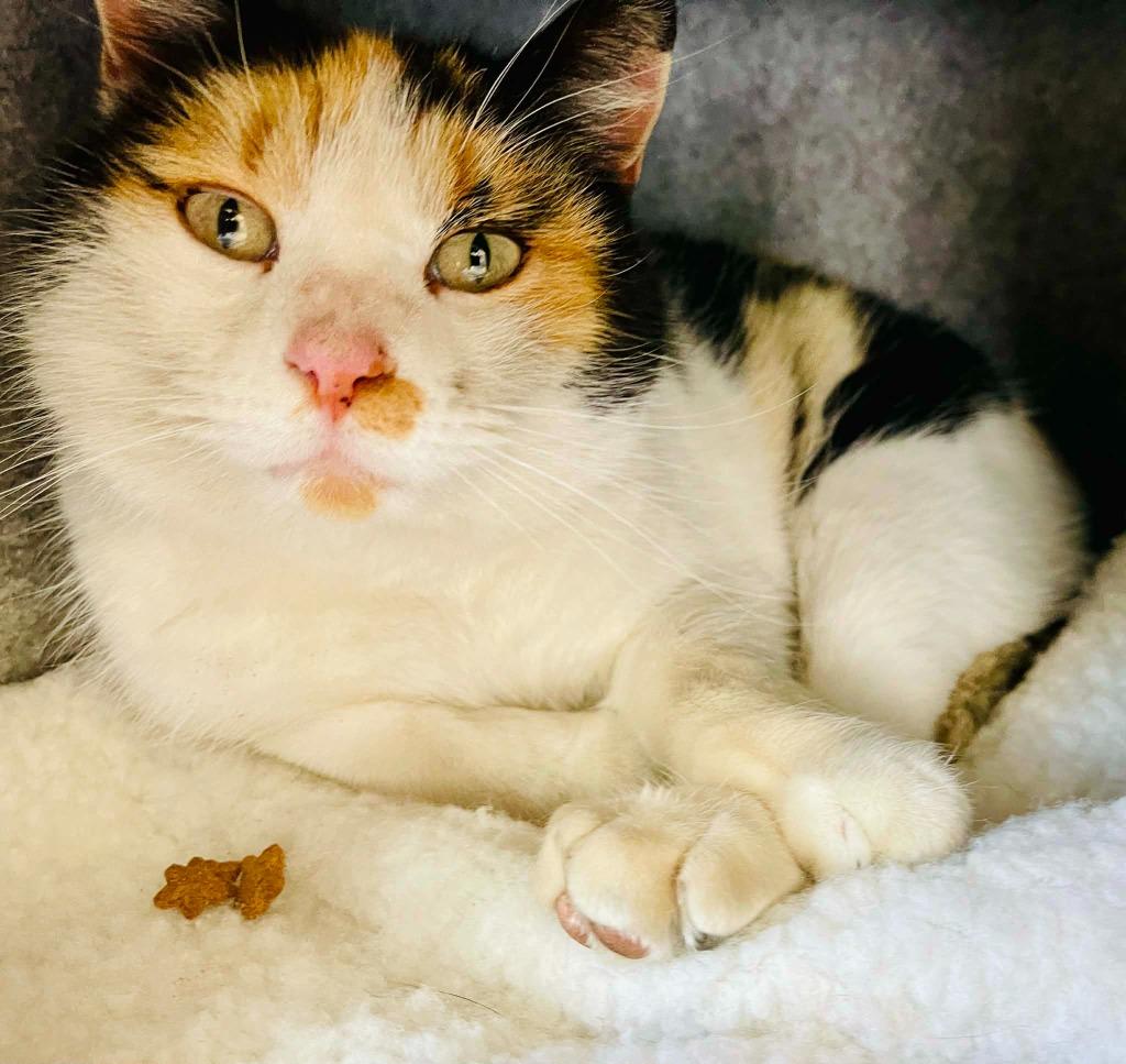 Enlarge Fergie, a Adoptable mixed breed in Green River, WY image 4/4