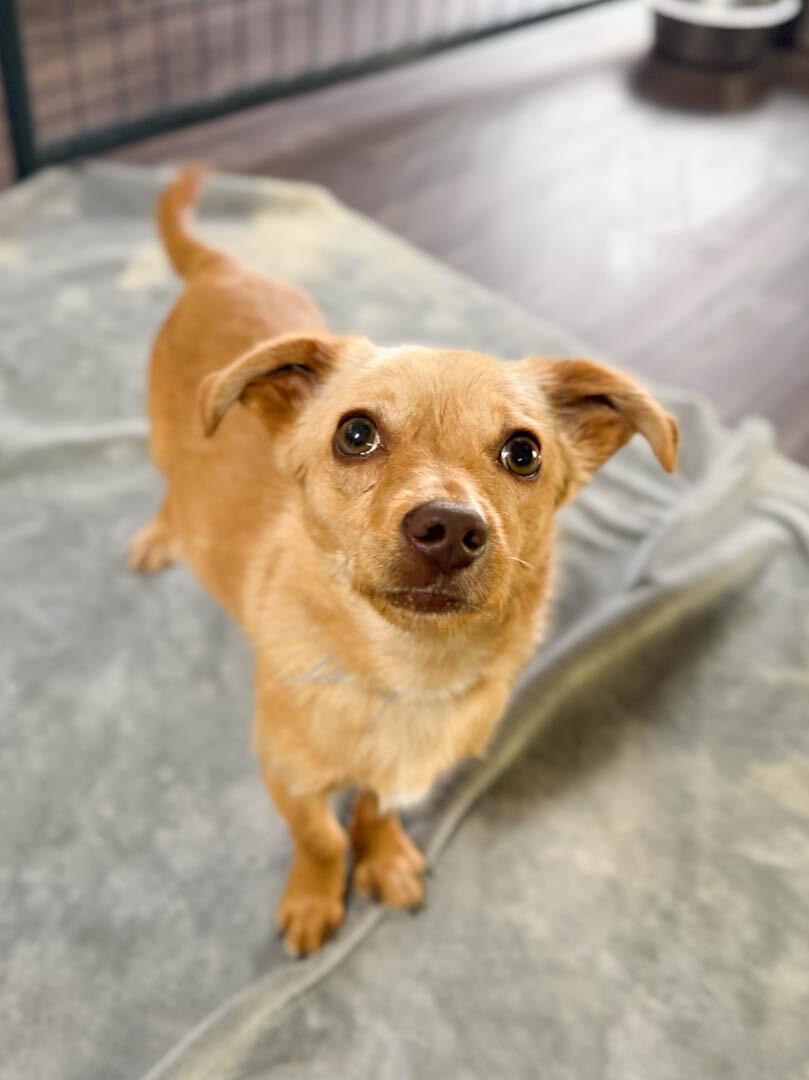 Jace, a Adoptable Chihuahua in Windsor, CO image 1/5