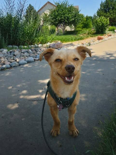 Jace, a Adoptable Chihuahua in Windsor, CO image 2/5