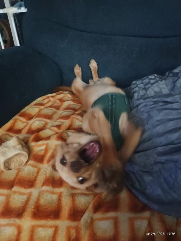 Jace, a Adoptable Chihuahua in Windsor, CO image 4/5