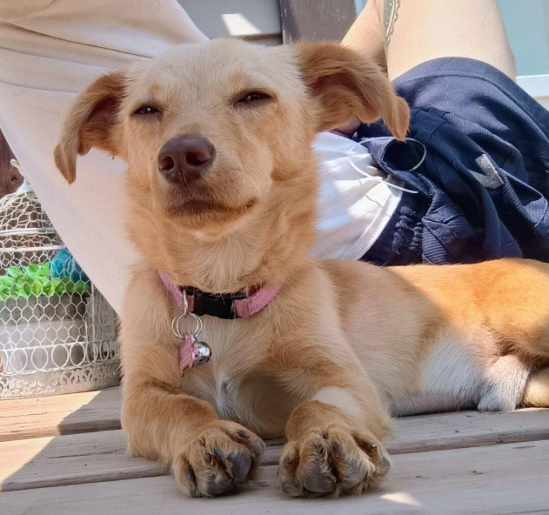 Jace, a Adoptable Chihuahua in Windsor, CO image 5/5