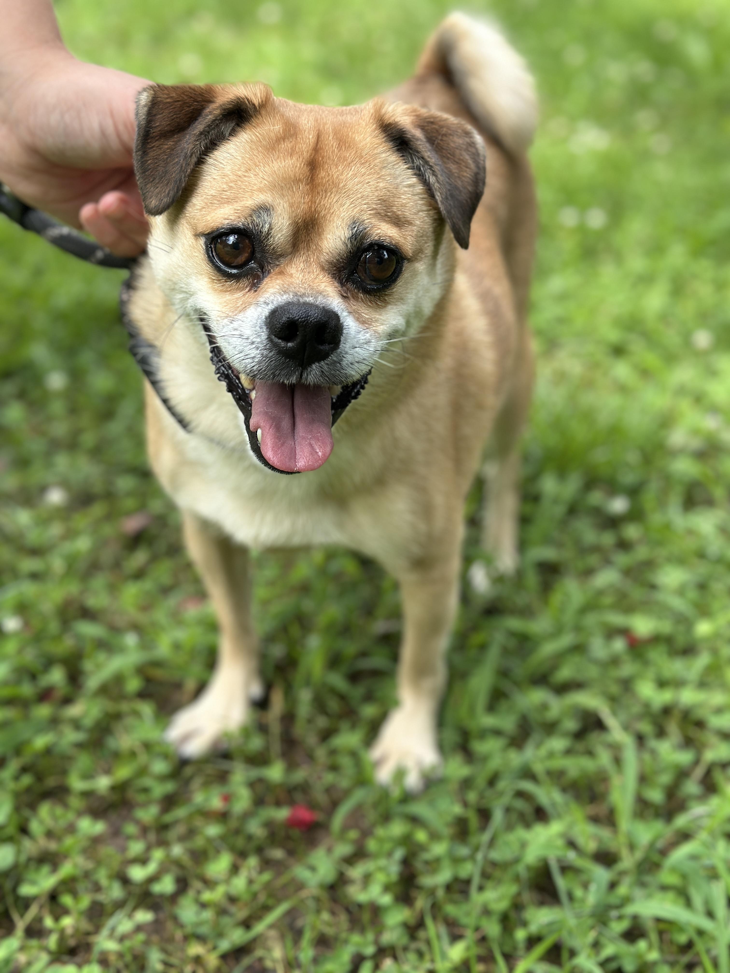 Shirley, a ADOPTABLE mixed breed in Richmond, VA image 4/6