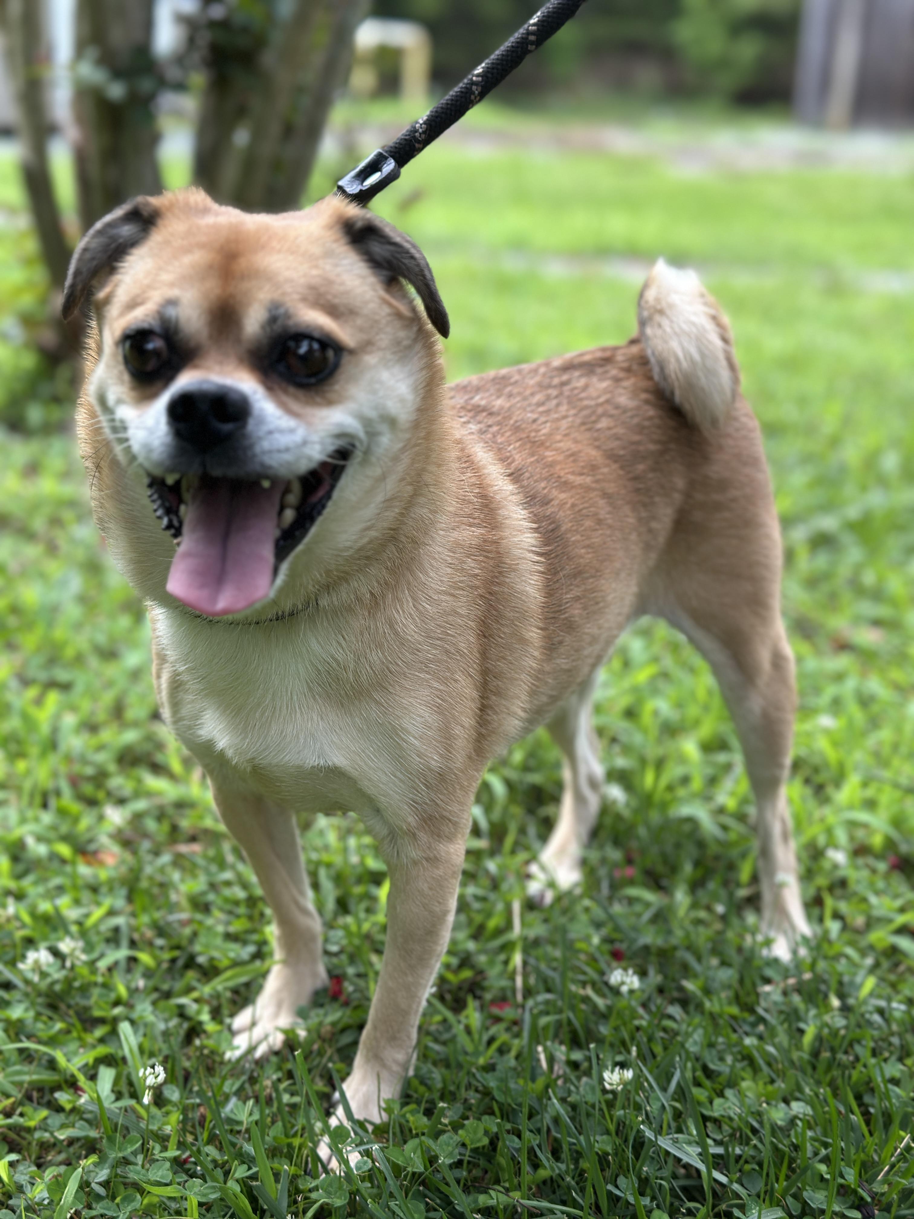 Shirley, a ADOPTABLE mixed breed in Richmond, VA image 2/6