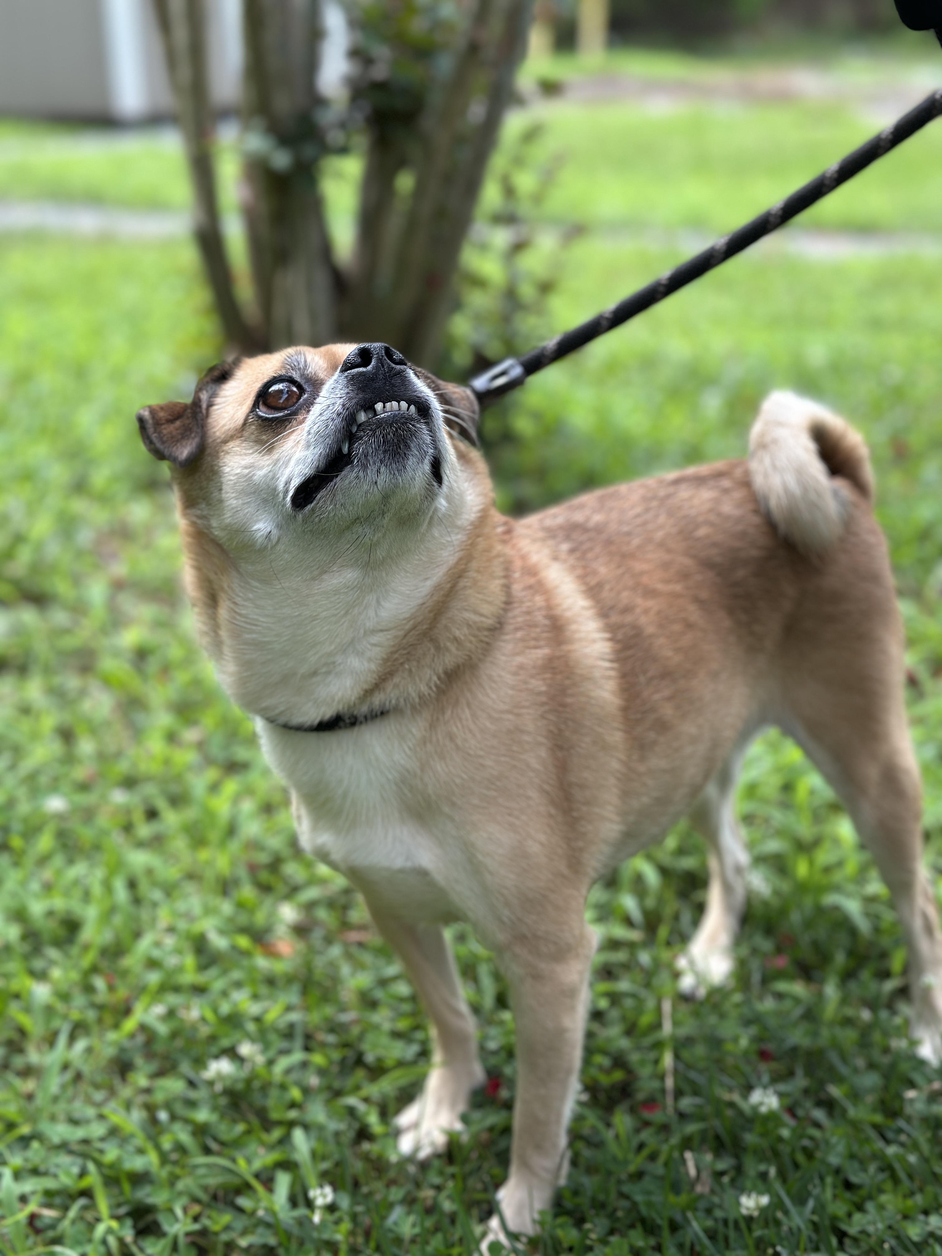 Shirley, a ADOPTABLE mixed breed in Richmond, VA image 5/6