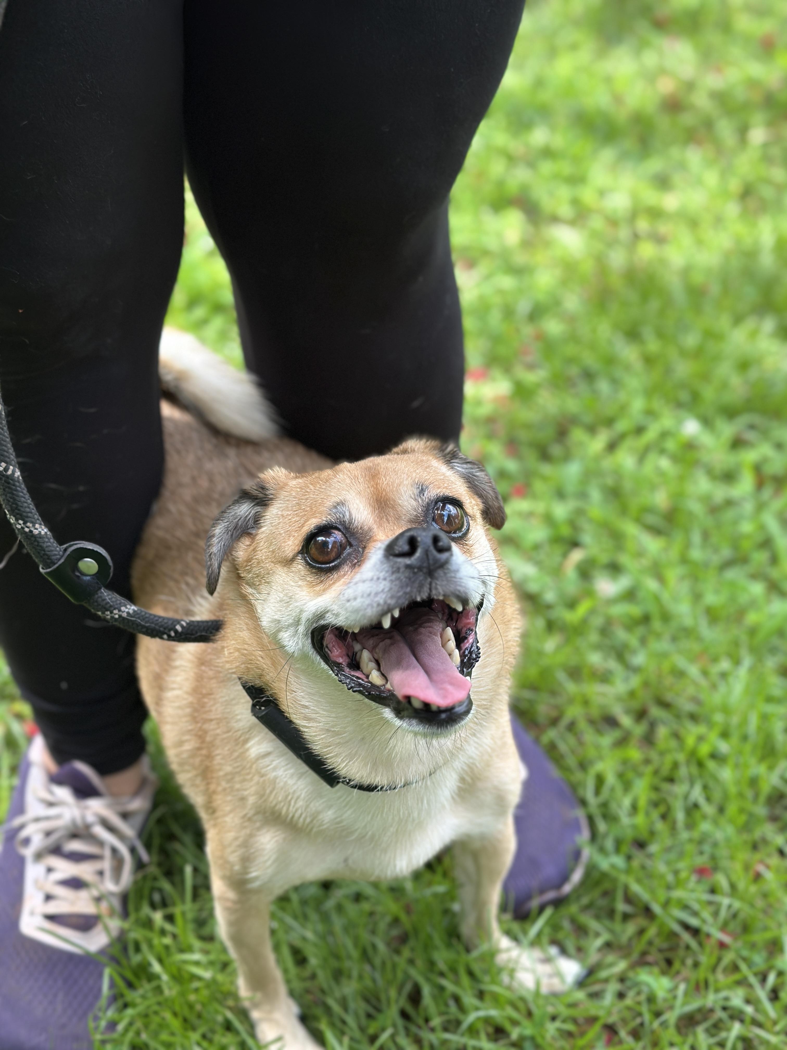 Shirley, a ADOPTABLE mixed breed in Richmond, VA image 6/6