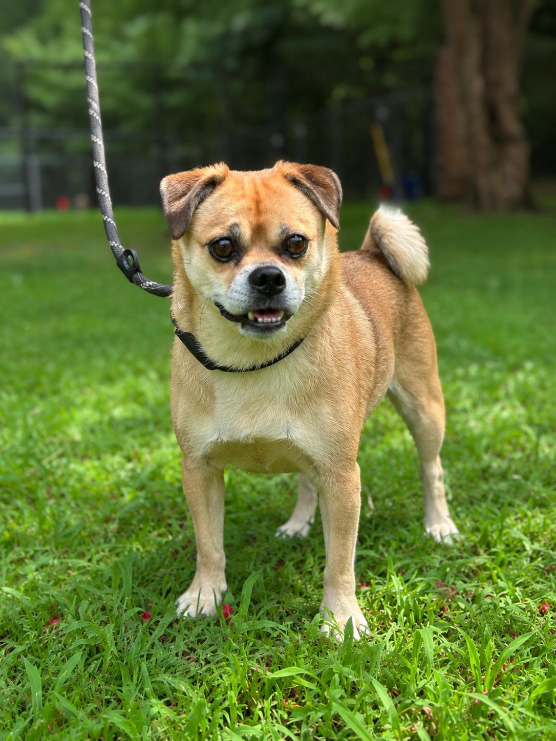 Shirley, a ADOPTABLE mixed breed in Richmond, VA image 1/6