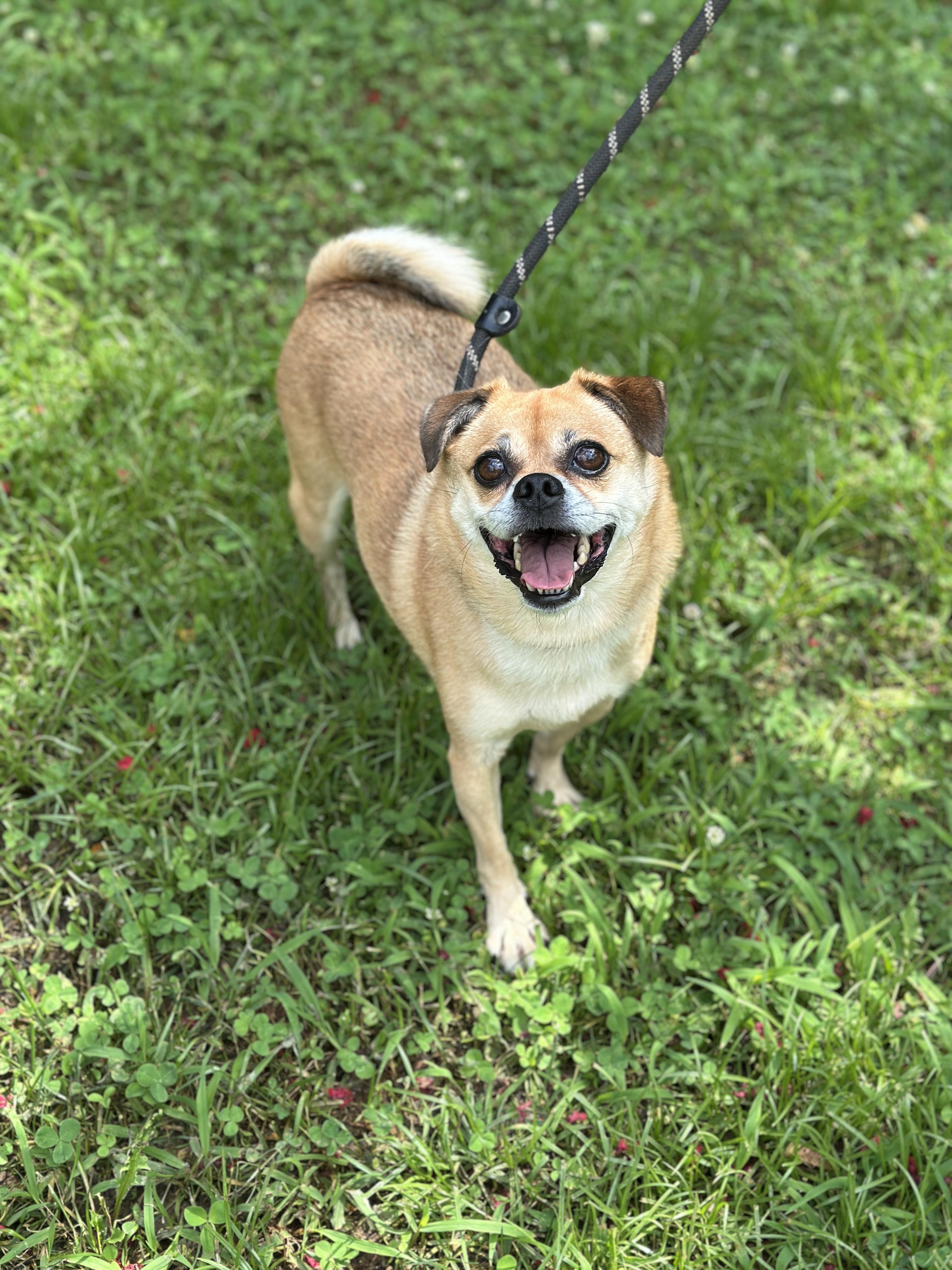 Shirley, a ADOPTABLE mixed breed in Richmond, VA image 3/6