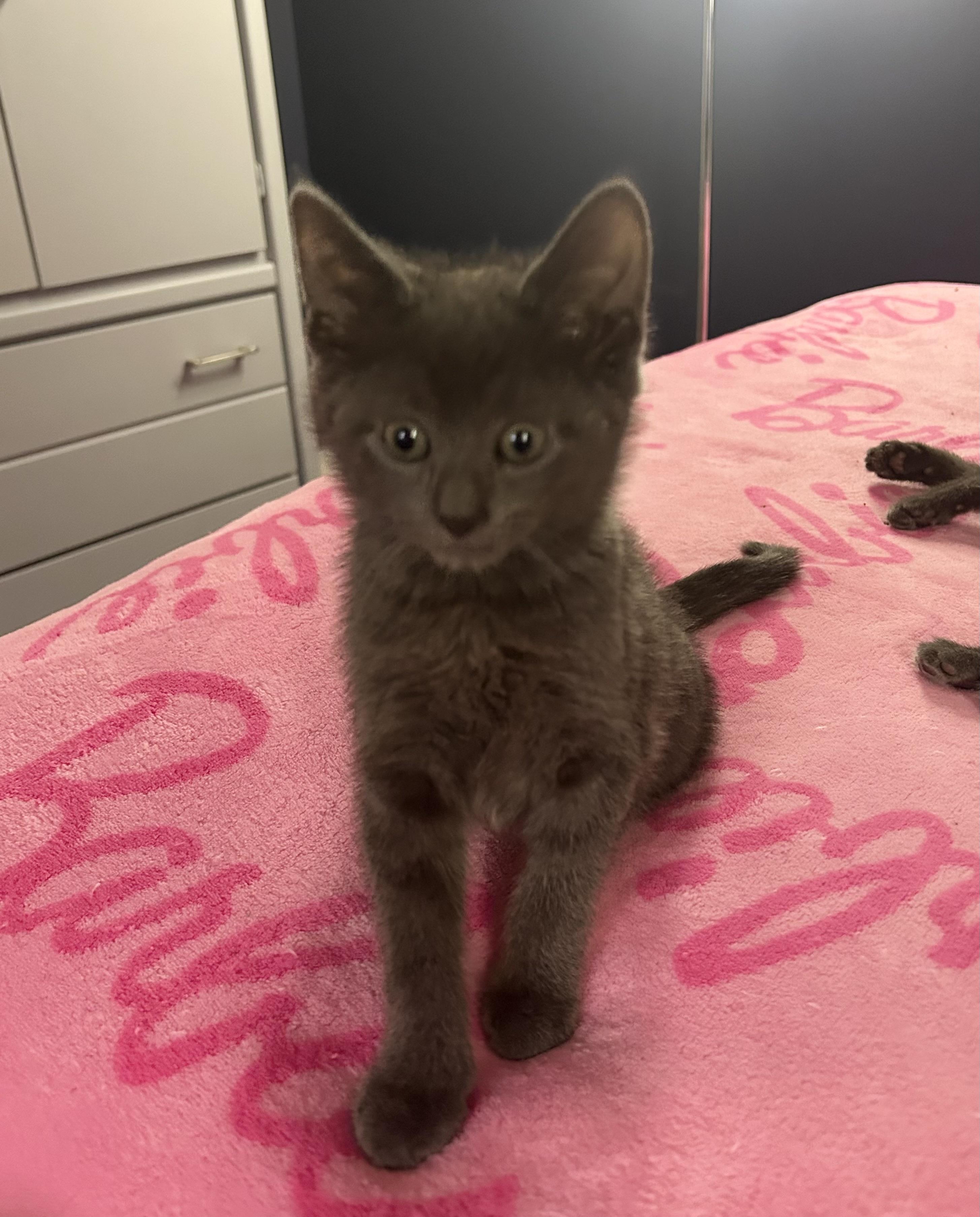 Enlarge Slate, an adopted Domestic Short Hair in Chicago, IL image 3/6