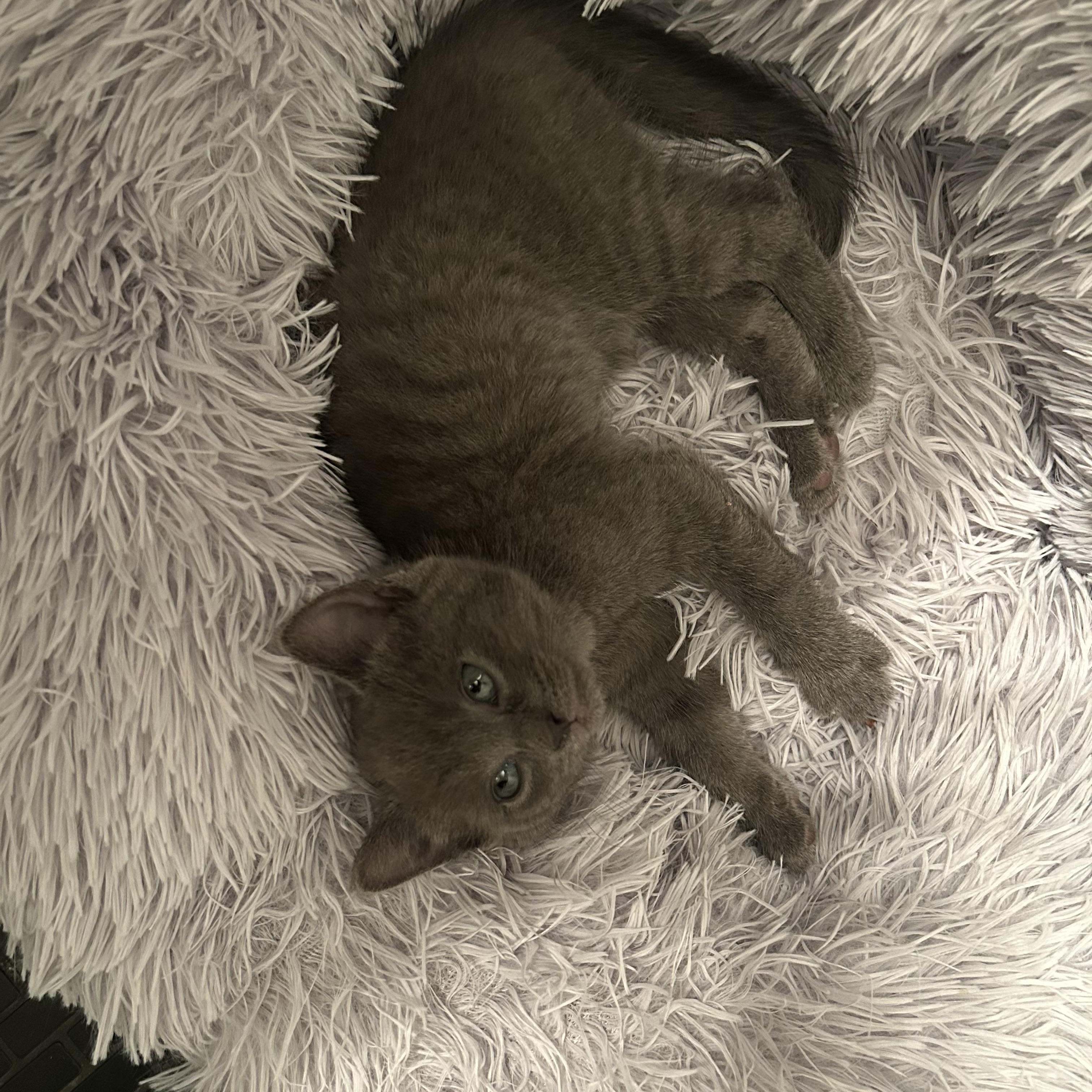 Enlarge Slate, an adopted Domestic Short Hair in Chicago, IL image 1/6