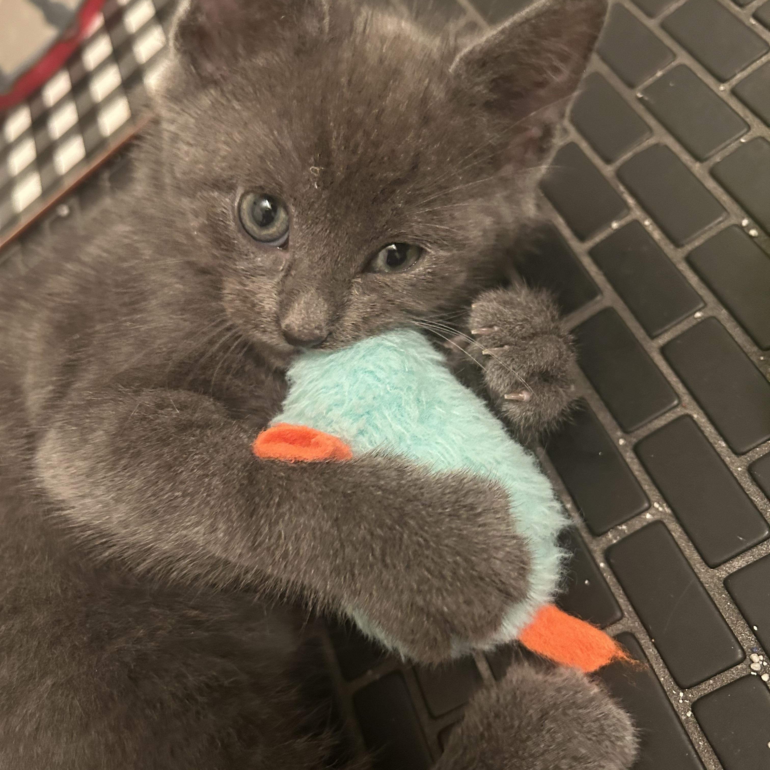 Enlarge Slate, an adopted Domestic Short Hair in Chicago, IL image 5/6