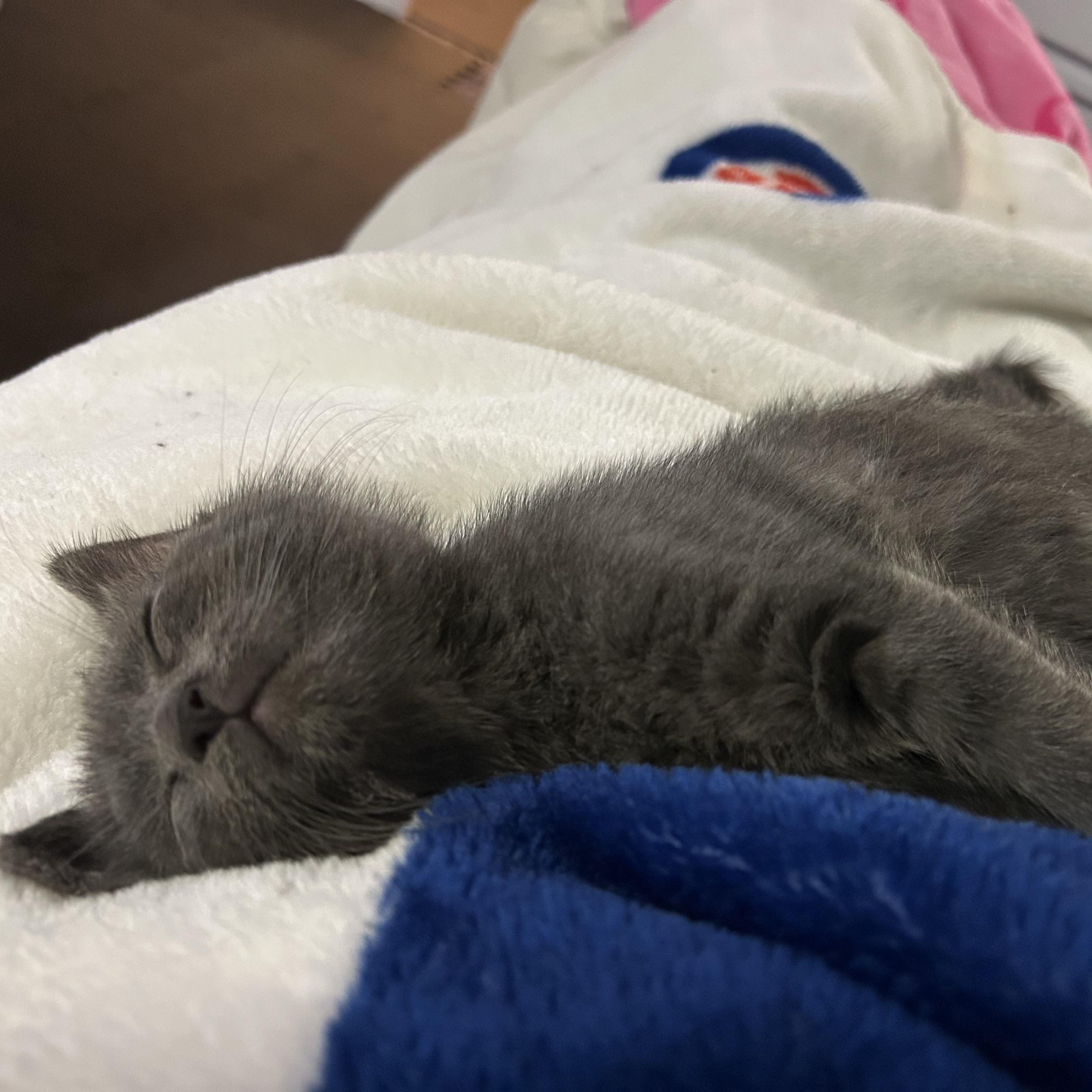 Enlarge Slate, an adopted Domestic Short Hair in Chicago, IL image 6/6