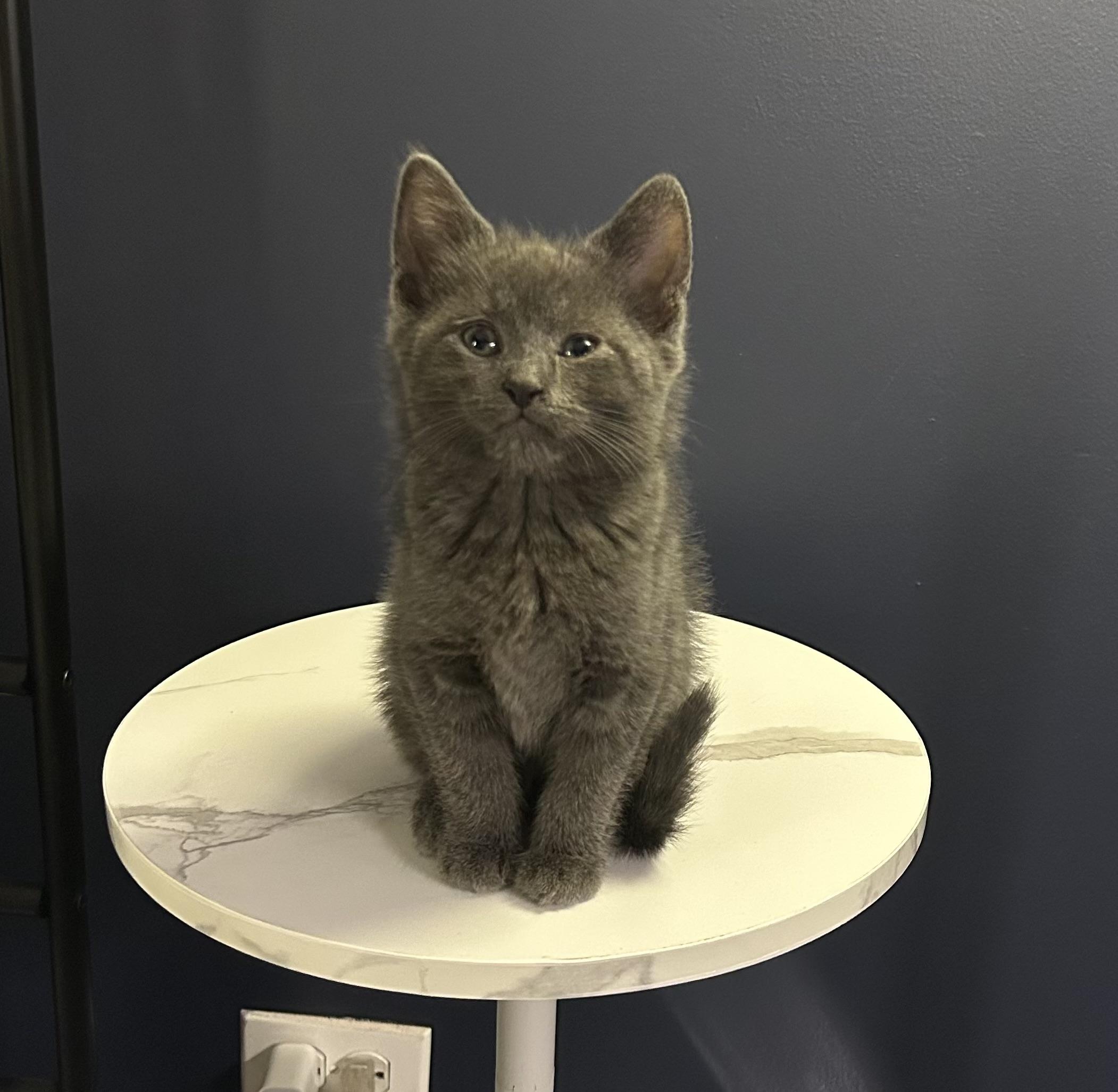 Enlarge Slate, an adopted Domestic Short Hair in Chicago, IL image 4/6