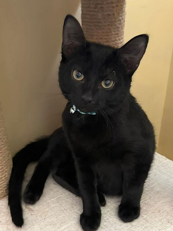 Aqua, Adopted, Young Male Bombay & Domestic Short Hair.