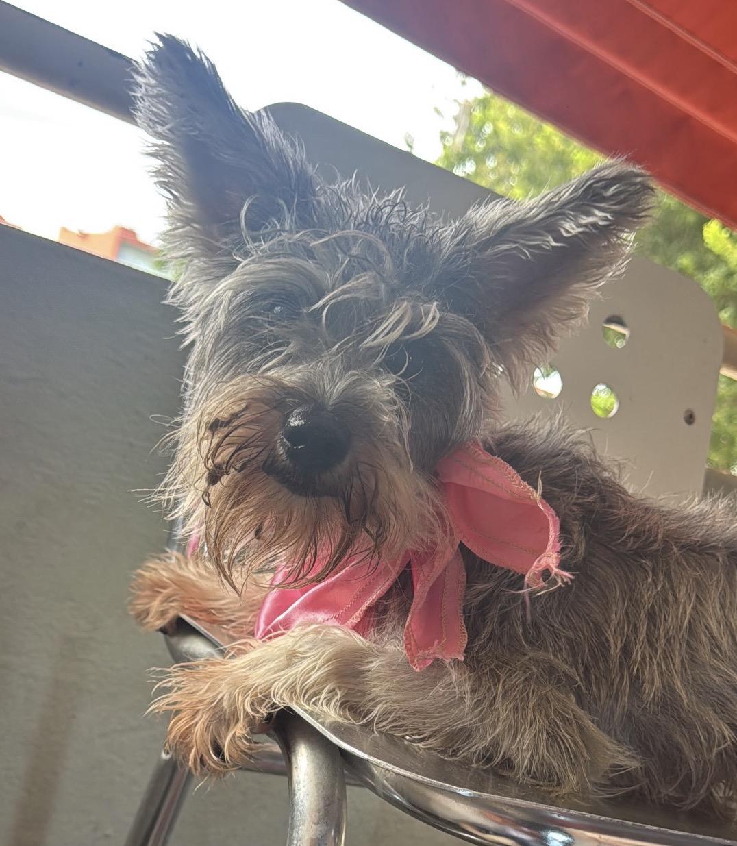 KIRA, Adoptable, Young Female Miniature Schnauzer & Yorkshire Terrier.
