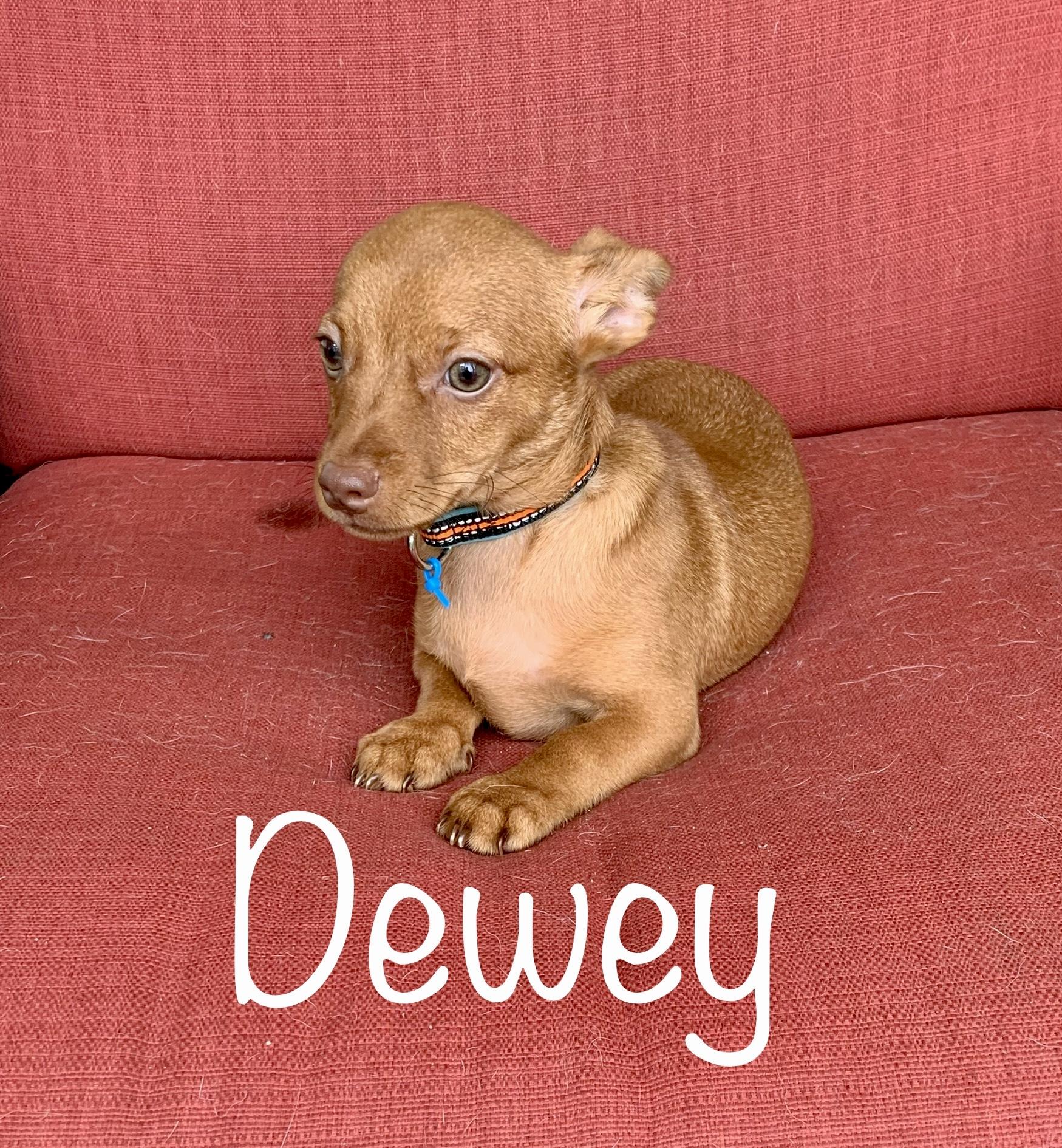 Meet Dewey * MN, Baby Male unknown