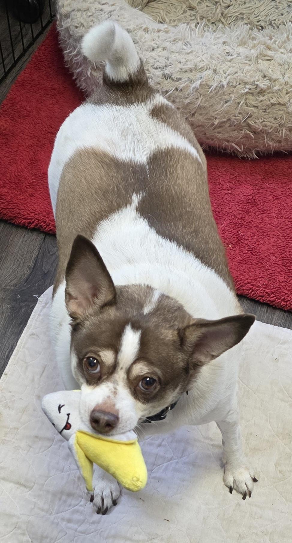 Taco, ADOPTABLE, Adult Male Chihuahua & Terrier.