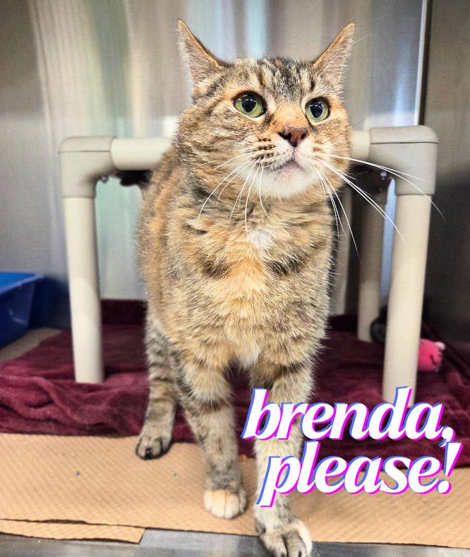 Enlarge Brenda, Please, a Adoptable Domestic Short Hair in Nevada, IA image 1/1