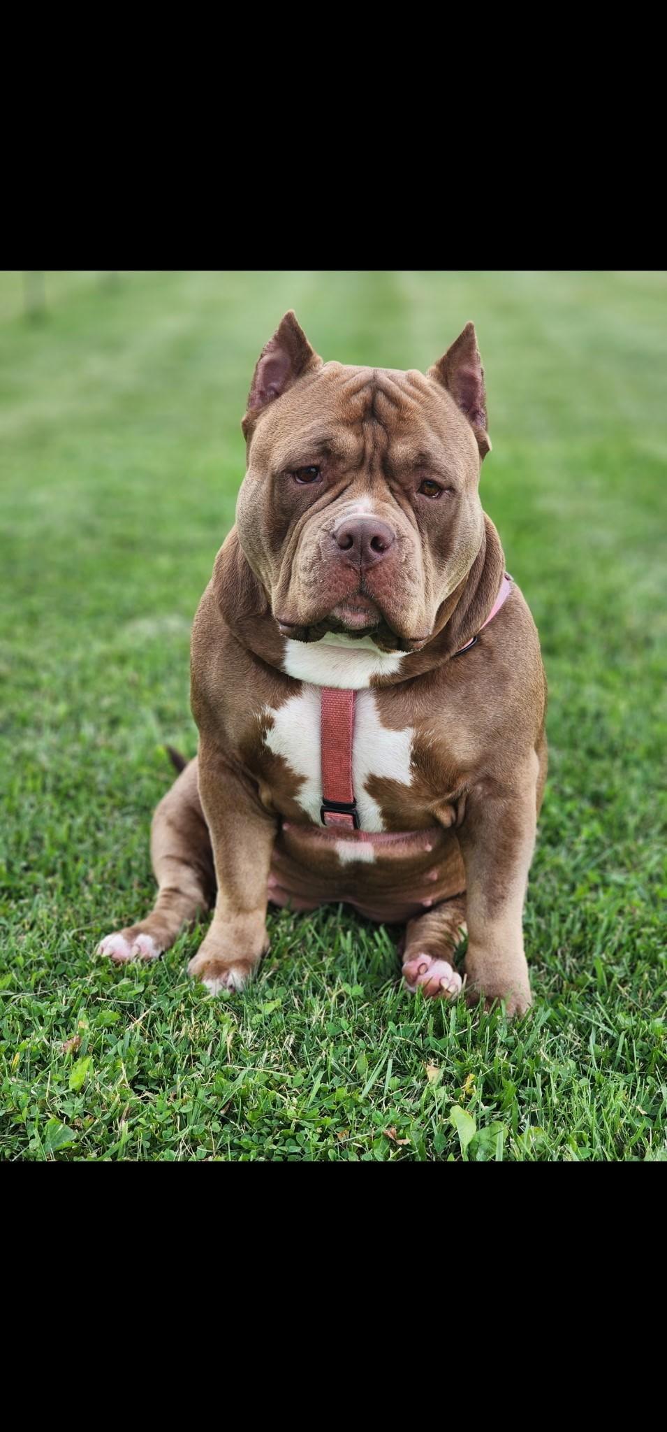Enlarge Letti, a ADOPTABLE American Bulldog in Lima, OH image 1/1
