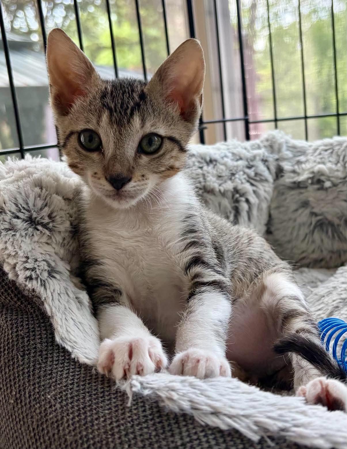 Enlarge Kromo, a ADOPTABLE Domestic Short Hair in Warren, NJ image 1/1