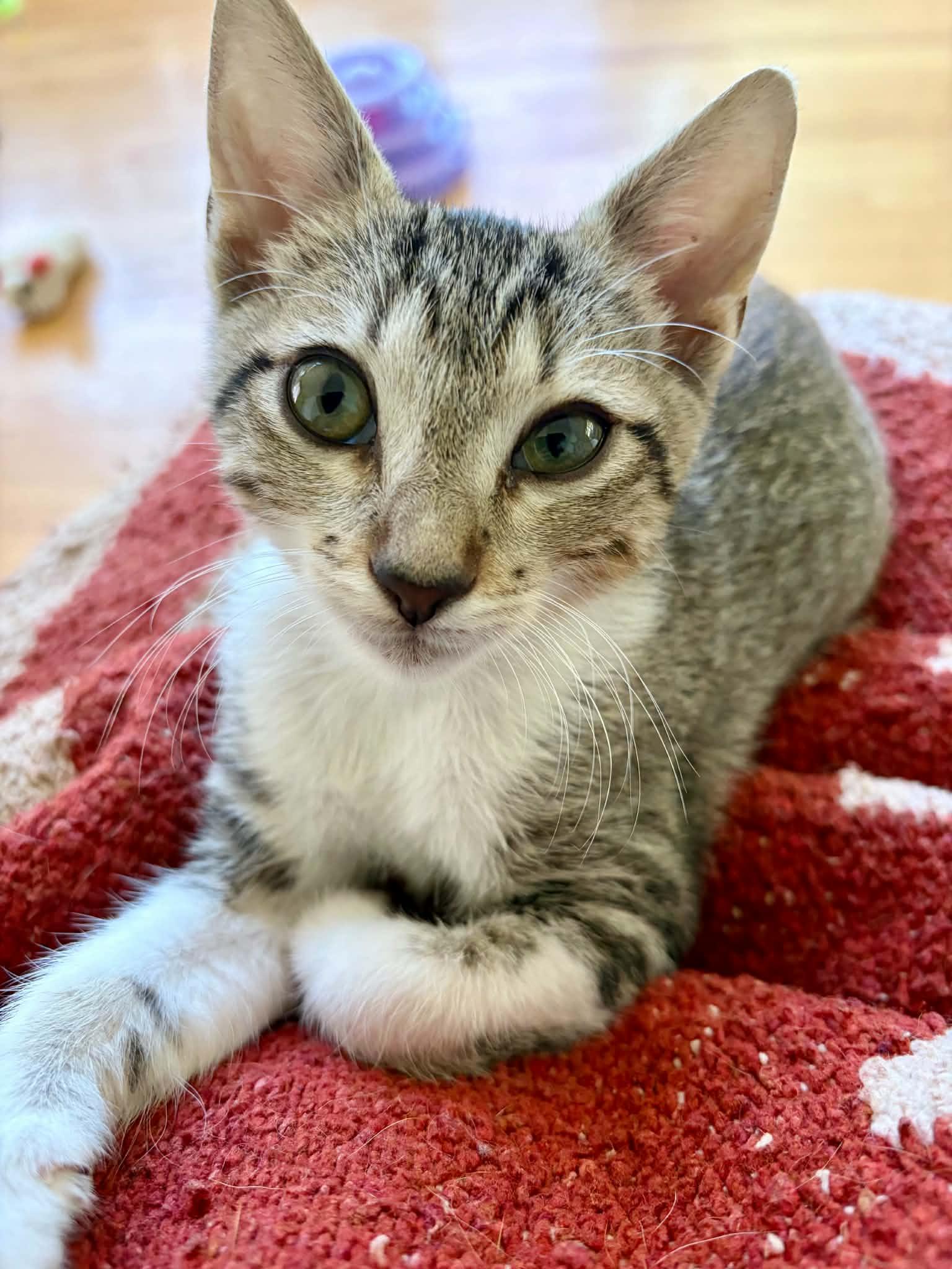 Kromo, ADOPTABLE, Kitten Male Domestic Short Hair.