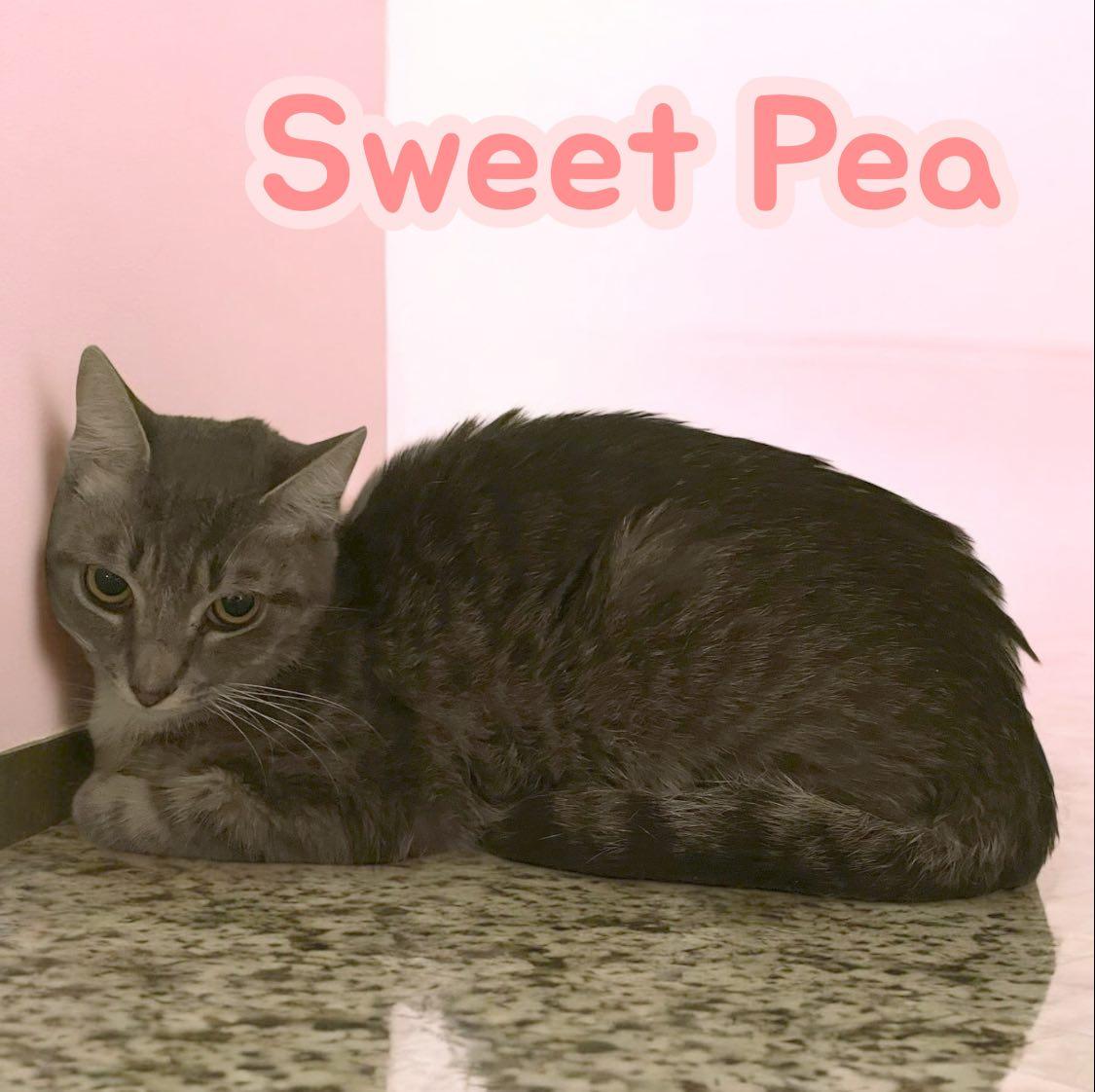 Sweet Pea, Adoptable, Young Female Domestic Short Hair.