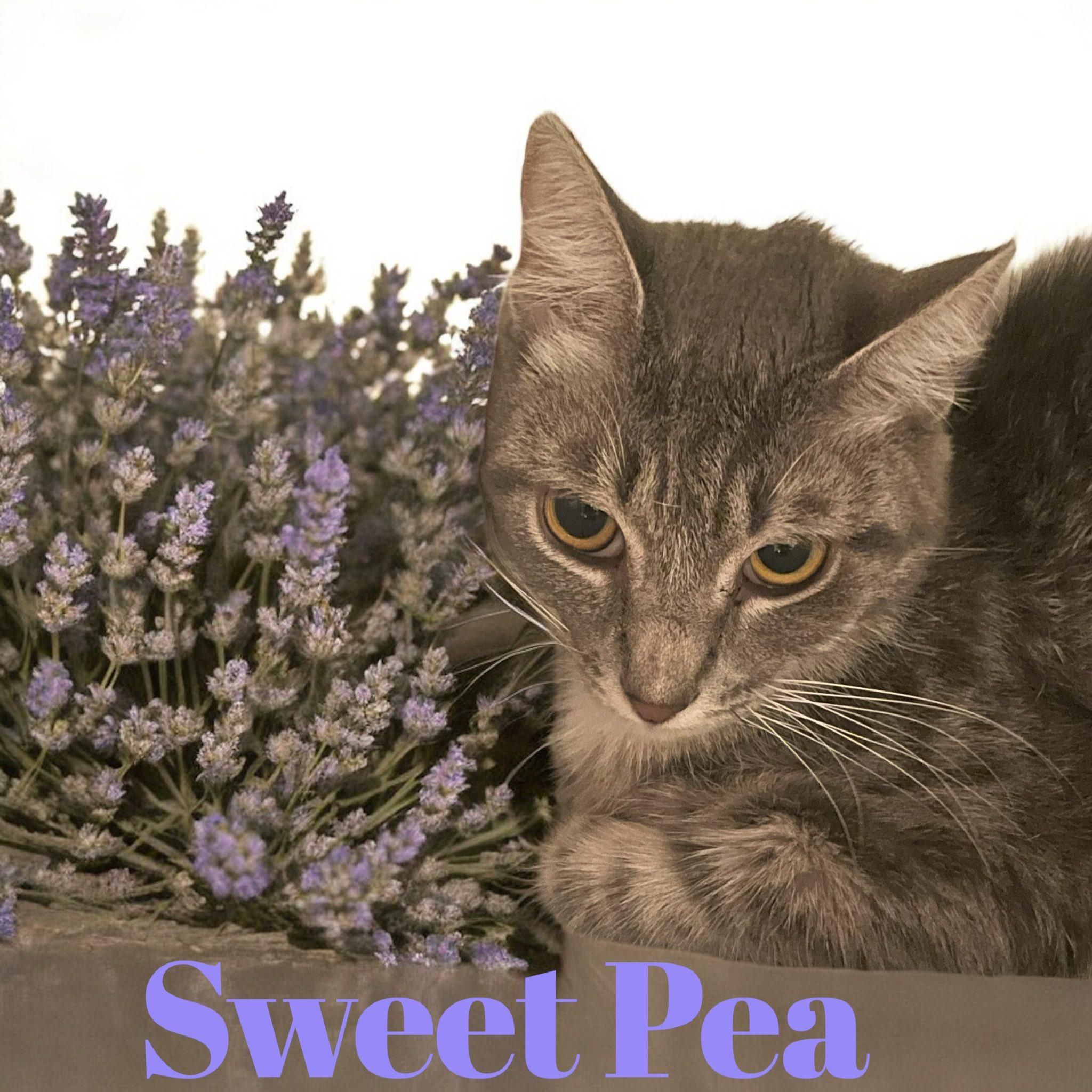 Sweet Pea, a Adoptable Domestic Short Hair in Stratford, CT image 2/2