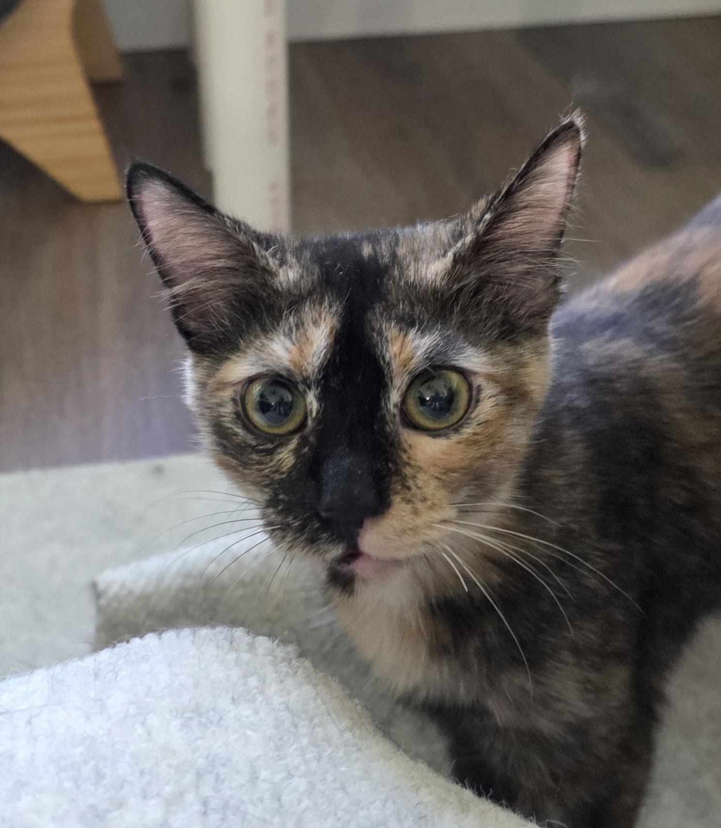 Lana, Adopted, Young Female Tortoiseshell.