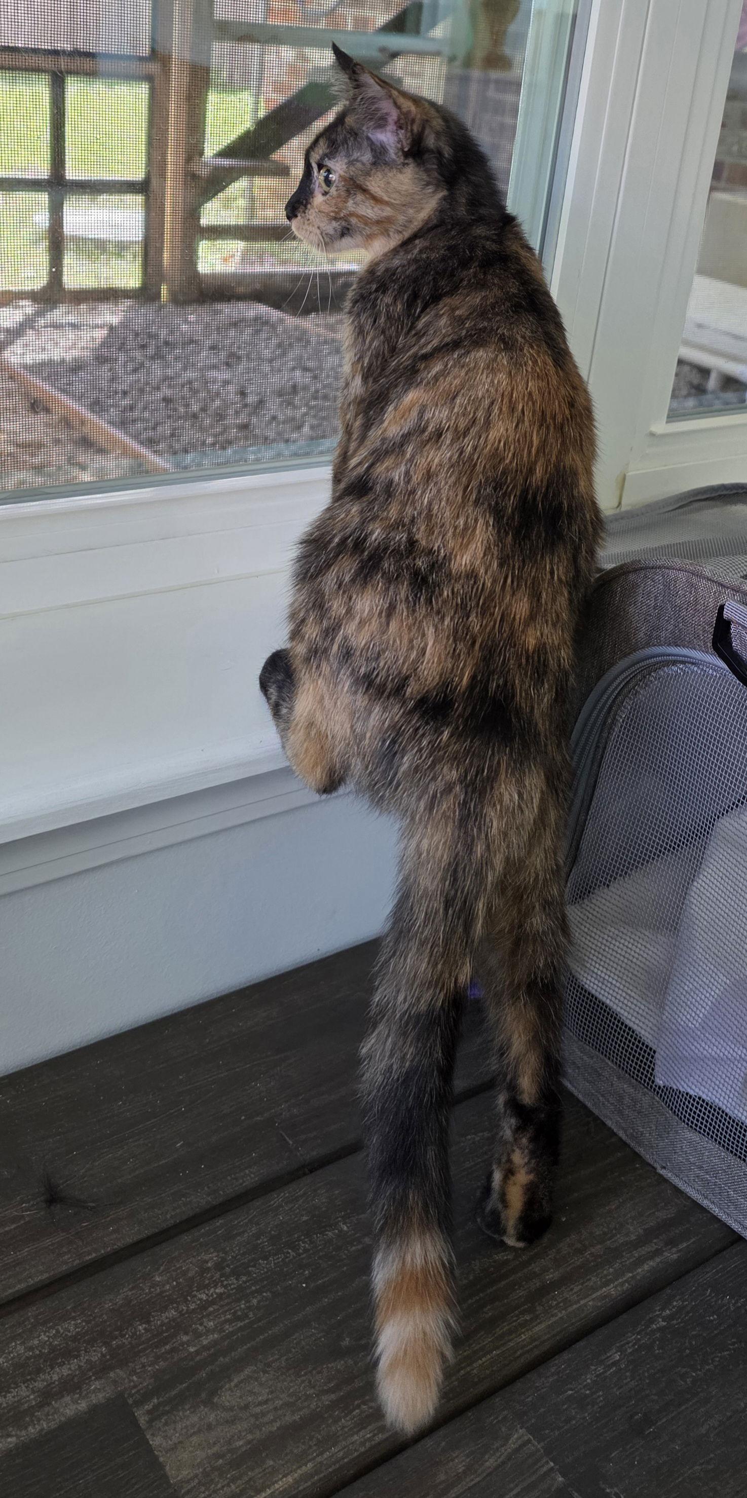 Enlarge Lana, a Adopted Tortoiseshell in Magnolia Springs, AL image 2/3