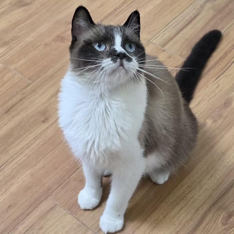 Enlarge Clove, an adoptable Siamese in Bentonville, AR image 1/1