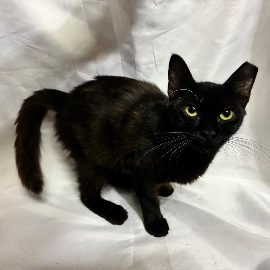 Enlarge Evelyn, a Adoptable Domestic Medium Hair in Folsom, LA image 1/2