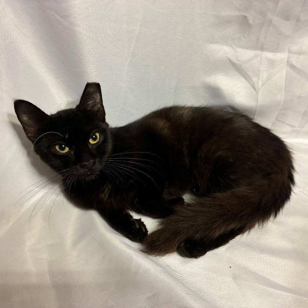 Enlarge Evelyn, a Adoptable Domestic Medium Hair in Folsom, LA image 2/2