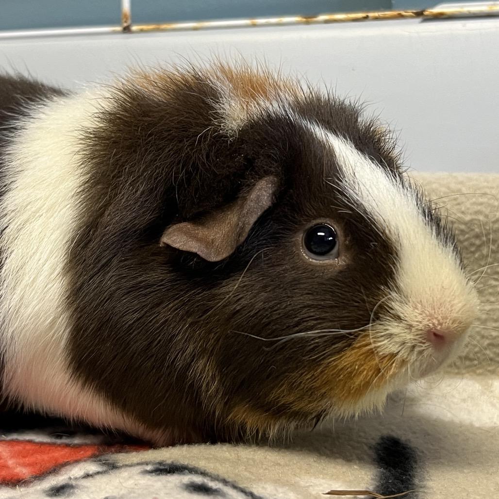 Enlarge Blossom, a Adoptable Guinea Pig in Saugerties, NY image 1/3