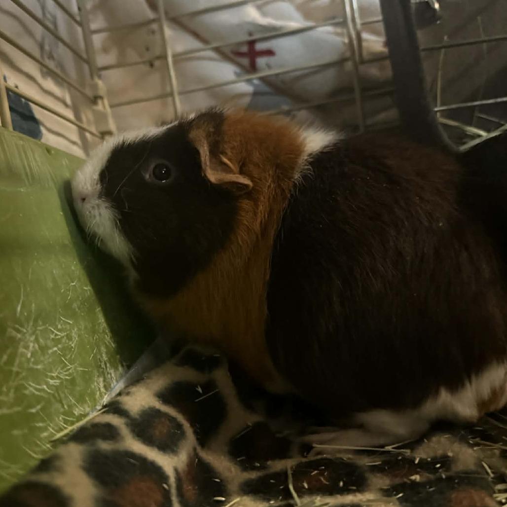 Enlarge Blossom, a Adoptable Guinea Pig in Saugerties, NY image 2/3