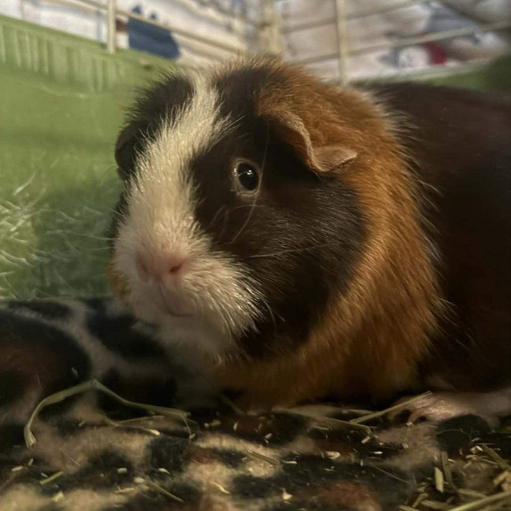 Enlarge Blossom, a Adoptable Guinea Pig in Saugerties, NY image 3/3