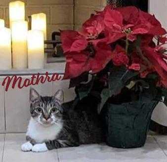 Mothra #monster-duo, Adoptable, Adult Female Tabby & Domestic Short Hair.