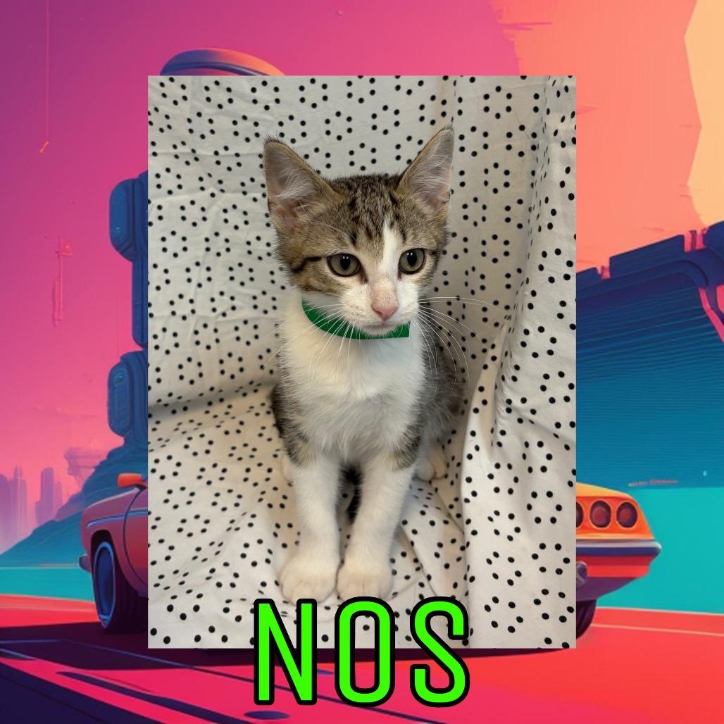 Nos, Adoptable, Kitten Male Domestic Medium Hair.