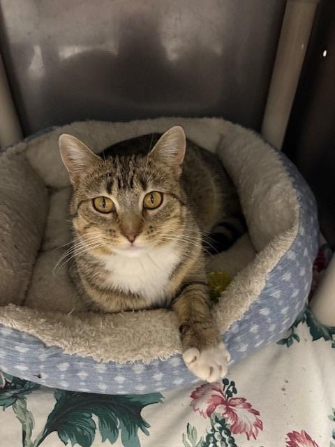 Enlarge Bindi, a Adoptable mixed breed in Ladysmith, WI image 1/4